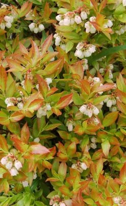 Wild Lowbush Blueberry Plant - 1 Gallon -Home Bloom Garden vaccinium angustifolium low bush blueberry 9