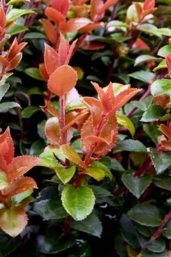Evergreen Huckleberry (Vaccinium Ovatum) -3 Gallon Pot -Home Bloom Garden vaccinium ovatum evergreen huckleberry 10