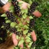 Evergreen Huckleberry (Vaccinium Ovatum) -3 Gallon Pot 1 Evergreen Huckleberry (Vaccinium Ovatum) -3 Gallon Pot -Home Bloom Garden vaccinium ovatum evergreen huckleberry 11
