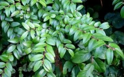 Evergreen Huckleberry (Vaccinium Ovatum) -3 Gallon Pot -Home Bloom Garden vaccinium ovatum evergreen huckleberry 12