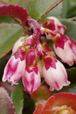 Evergreen Huckleberry (Vaccinium Ovatum) - 1 Gallon Pot -Home Bloom Garden vaccinium ovatum evergreen huckleberry 4 1