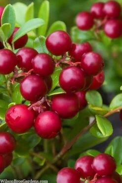 Red Candy Ligonberry (Vaccinum Vitis-idaea) - 1 Gallon -Home Bloom Garden vaccinum vitis idaea red candy ligonberry 2