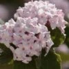 Spice Baby Koreanspice Viburnum - 3 Gallon Pot -Home Bloom Garden viburnum carleseii spice baby 8