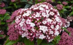 Spirit Viburnum - 3 Gallon Pot -Home Bloom Garden viburnum tinus spirit 1