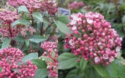 Spirit Viburnum - 3 Gallon Pot -Home Bloom Garden viburnum tinus spirit 2