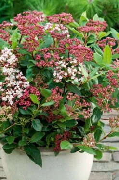Spirit Viburnum - 3 Gallon Pot -Home Bloom Garden viburnum tinus spirit 4