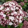 Spirit Viburnum - 3 Gallon Pot -Home Bloom Garden viburnum tinus spirit 6