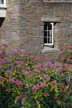 Spirit Viburnum - 3 Gallon Pot -Home Bloom Garden viburnum tinus spirit 7