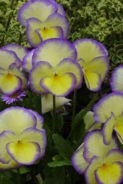 Etain Hardy Viola - 5 Pack Of Quart Pots -Home Bloom Garden viola etain 1