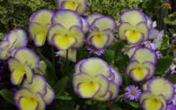Etain Hardy Viola - 5 Pack Of Quart Pots -Home Bloom Garden viola etain 2