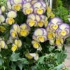 Etain Hardy Viola - 5 Pack Of Quart Pots 2 Etain Hardy Viola - 5 Pack Of Quart Pots -Home Bloom Garden viola etain 3