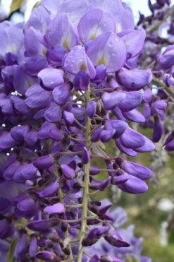 Okayama Silky Wisteria Vine - 3 Gallon Pot -Home Bloom Garden wisteria brachybrotrys okayama silky wisteria vine 1