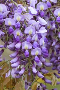 Okayama Silky Wisteria Vine - 3 Gallon Pot -Home Bloom Garden wisteria brachybrotrys okayama silky wisteria vine 4