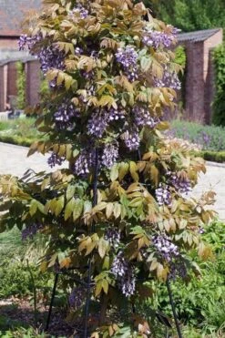 Okayama Silky Wisteria Vine - 3 Gallon Pot -Home Bloom Garden wisteria brachybrotrys okayama silky wisteria vine 7