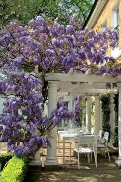 Okayama Silky Wisteria Vine - 3 Gallon Pot -Home Bloom Garden wisteria brachybrotrys okayama silky wisteria vine 9