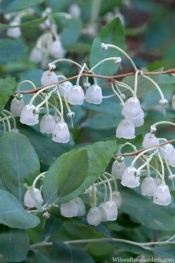 Woodlanders Blue Dusty Zenobia (Honeycup) - 1 Gallon Pot